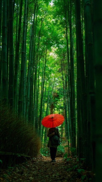 红伞在绿竹林
